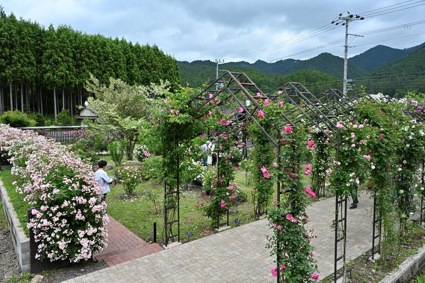DSC_0530.JPG