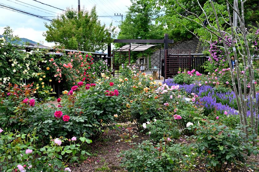 DSC_0544.JPG