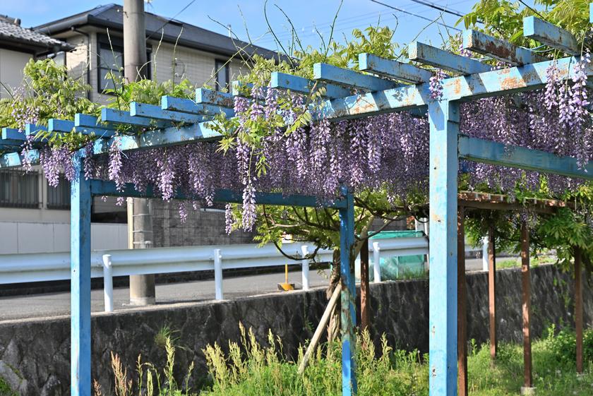 DSC_6077.JPG