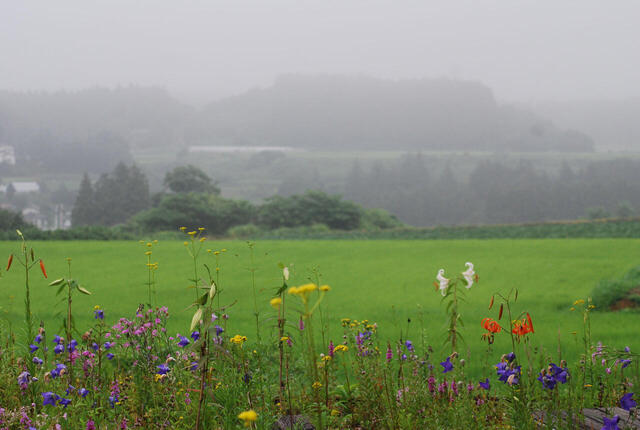 野の花と田園風景.jpeg