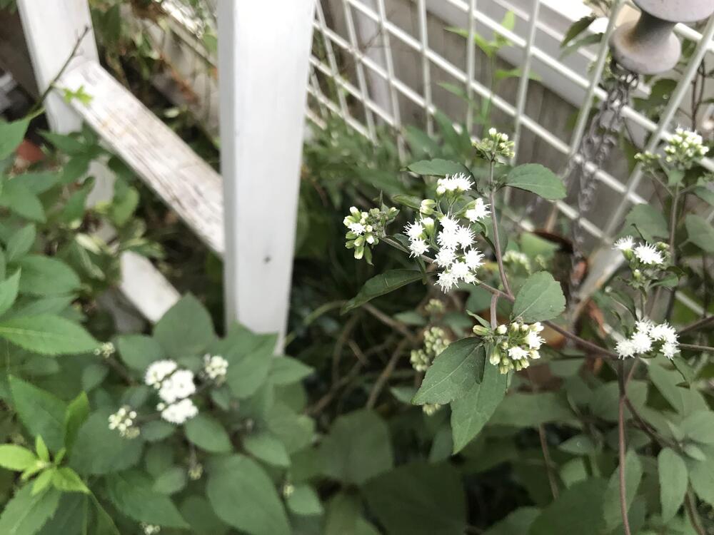 ユーパトリウムチョコラータ